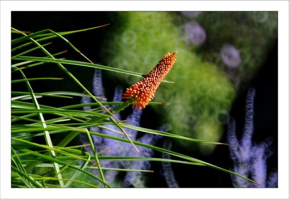 Jardins de la Fontaine, fleurs, Nîmes