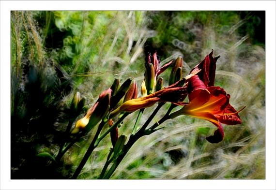Jardins de la Fontaine, fleurs, Nîmes