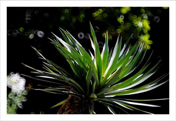 Jardins de la Fontaine, fleurs, Nîmes