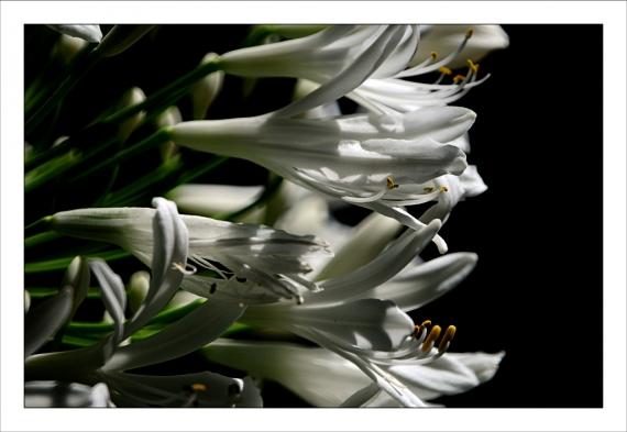 Jardins de la Fontaine, fleurs, Nîmes