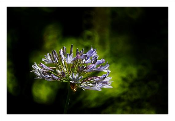 Jardins de la Fontaine, fleurs, Nîmes
