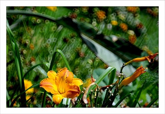 Jardins de la Fontaine, fleurs, Nîmes
