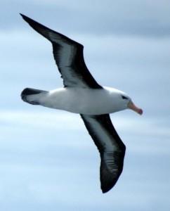 Fais comme l’oiseau mon ami