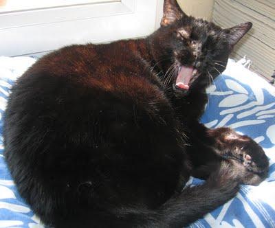 Soupe DUKAN PP au poisson blanc,tofu aux herbes