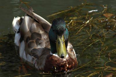 Pêle-mêle au jardin botanique du Montet