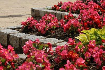 Pêle-mêle au jardin botanique du Montet