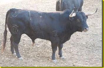 PAMPELUNE : LES TOROS ARRIVENT !