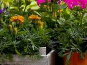 "Plant-Sitting" faites garder plantes