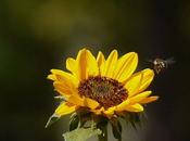 juillet Adamville...