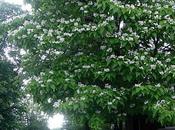 Majestueux, exotique... mystérieux