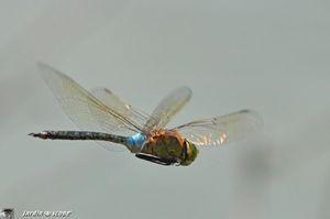 Anax empereur • Anax imperator