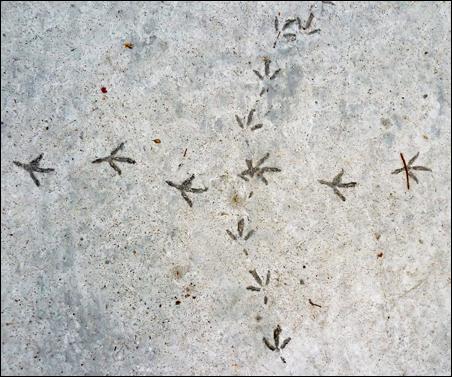 Des pas dans le béton