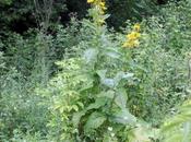 Inula helenium