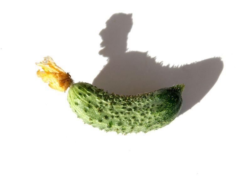 Cornichon pickle