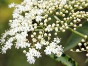 Sureaux, floraison continue