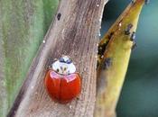 ladybug pattern chromatique très variable...
