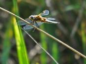 Quatre points font différence...