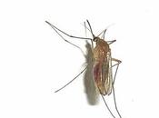 Chaleurs estivales riment avec moustiques...!