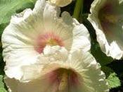 L'actualité jardin, c'est...La floraison premières...
