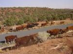 2- Convoyage de bétail dans l'ouest américain