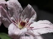 Quelques fleurs jardin insectes vont avec