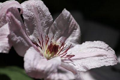 Quelques fleurs de mon jardin et les insectes qui vont avec