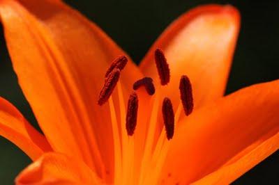 Quelques fleurs de mon jardin et les insectes qui vont avec