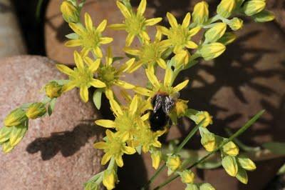 Quelques fleurs de mon jardin et les insectes qui vont avec