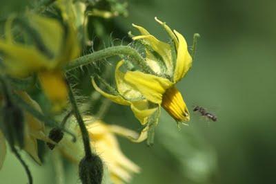 Quelques fleurs de mon jardin et les insectes qui vont avec