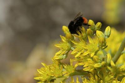 Quelques fleurs de mon jardin et les insectes qui vont avec