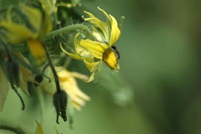 Quelques fleurs de mon jardin et les insectes qui vont avec