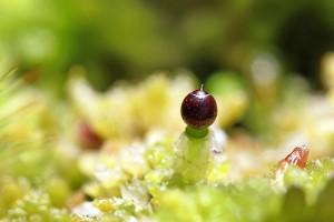 La sphaigne propulse ses spores à 36000 g !