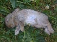 Des animaux affamés ?