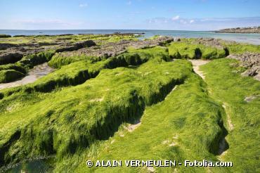Les algues vertes s'accumulent sur les plages du Finistère
