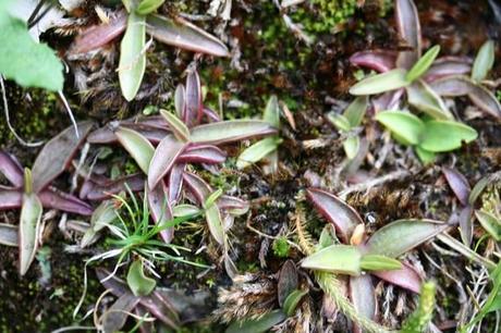 Pinguicula sur les bord du lac Predil