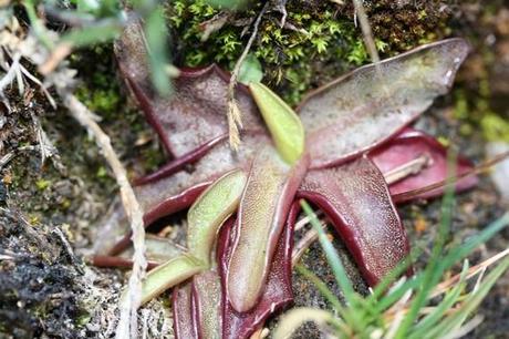 Belles couleurs rouges...