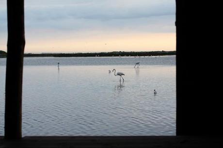 Des flamands roses sont venus me réveiller