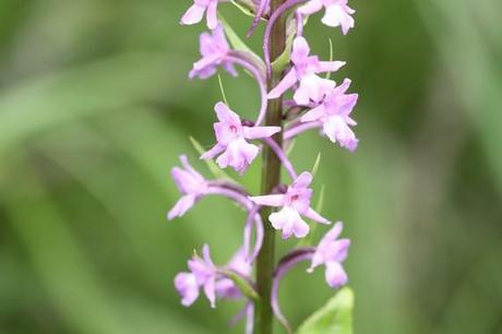 Orchidée dans le massif entre la Slovénie et l'Italie