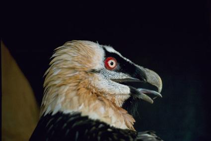 portrait gypaète barbu parc national des pyrénées