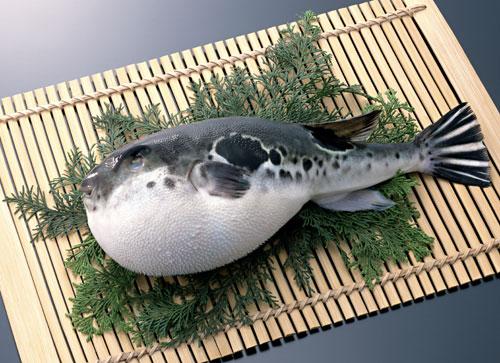 Poisson Fugu Crédit Photo Loneleeplanet