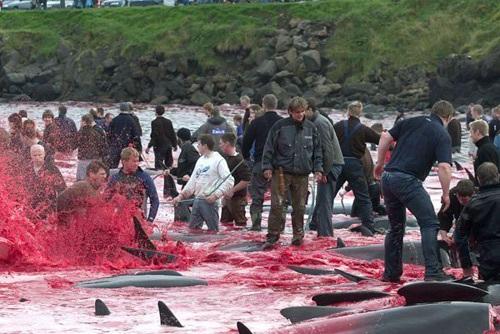 Massacre d'un groupe de dauphins globicéphales aux îles Féroé Crédit Photo WebPlongee
