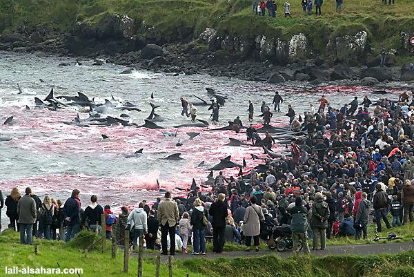 Massacre d'un groupe de dauphins globicéphales aux îles Féroé Crédit Photo Lail Alsahara