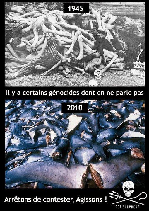 Génocides animaux Crédit Photo Sea Shepherd
