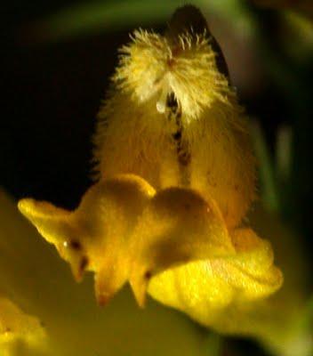 Dans l’intimité de Melampyrum sylvaticum