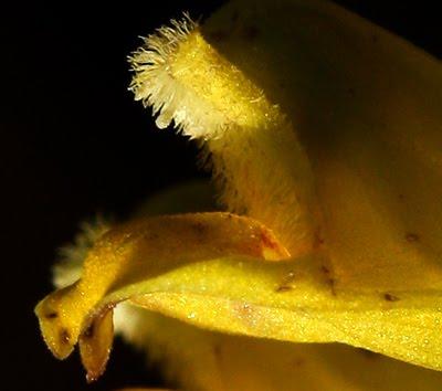 Dans l’intimité de Melampyrum sylvaticum