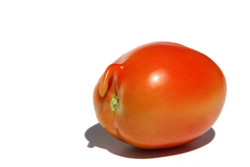 Tomatotail tomataqueue ذيل