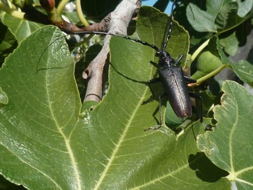 SCARABEE  0711 171 (1632 x 1224).jpg