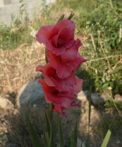 GLAEUIL   JUILLET 11  175 (1632 x 1224).jpg