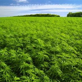 Limiers en folie à la Vallée