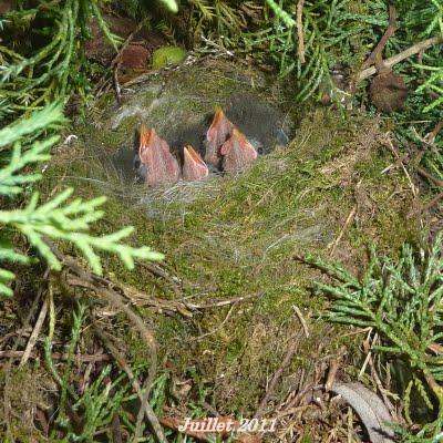 Il y avait du remue-ménage du côté des troglodytes en ce ...